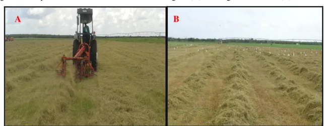 Figura 6 - Implemento ancinho enleirando a forragem (A); Forragem enleirada (B) 