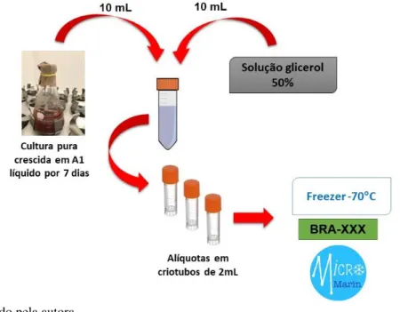 Figura  5.  Método  empregado  na  criopreservação  das  bactérias  recuperadas  do  invertebrado  das  ilhas  brasileiras.