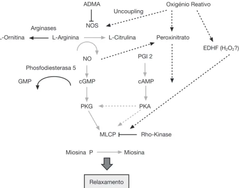 figura 2 esboça as características da circulação fetal.    Diversos  mecanismos  contribuem  para  a  manutenção  da elevada resistência vascular pulmonar no período fetal