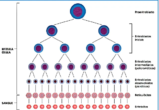 Figura  2.  Maturação  das  células  comprometidas  com  a  linhagem  eritróide  (retirado  Hoffbrand et al
