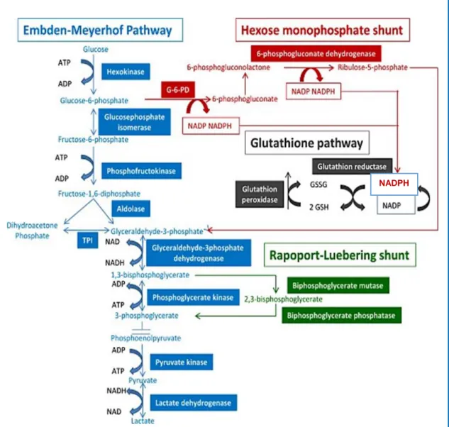 Figura 3. Representação esquemática das principais vias metabólicas dos eritrócitos: 