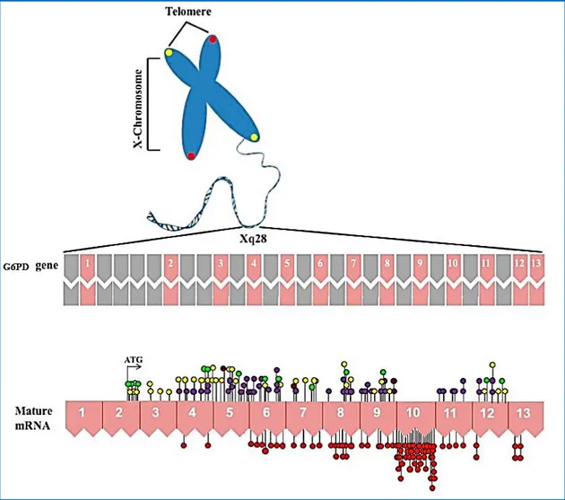 Figura 7. Localização do gene da G6PD humano no cromossoma X e distribuição de  mutações