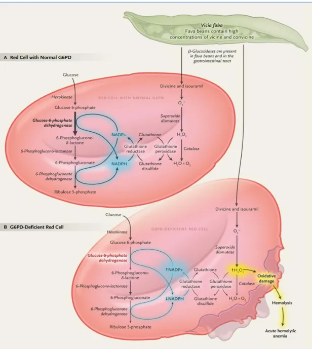 Figura 13. Resposta metabólica dos eritrócitos com  atividade normal (A) e deficiente  (B) em G6PD, em casos de ingestão de favas (retirado de Luzzatto et al
