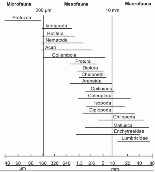Figura 1 - Classificação da fauna edáfica de acordo com o tamanho do diâmetro do corpo