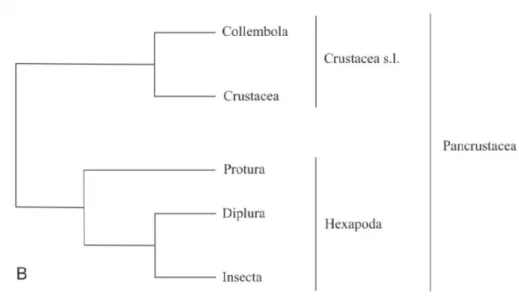 Figura 5 - hipótese Pancrustacea onde os Collembola não possuem relação próxima aos hexapoda