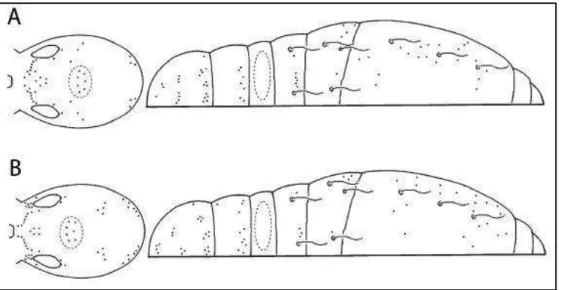 Figura 17 - Esquema simplificado de quetotaxia cefálica, torácica e abdominal de Jacquemart (1974)  mostrando diferentes padrões de quetotaxia em (A)