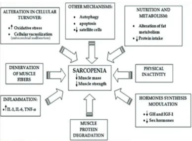 Figura 3. Processo fisiopatológico envolvendo a genesis da sarcopenia. 