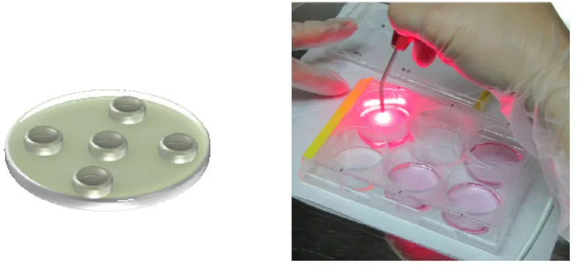 Figura 4. Modelo de irradiação em 5 pontos distintos pré-estabelecidos adotado para placa de 6 