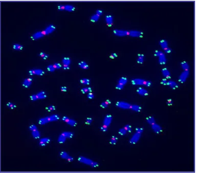 Fig. 1.1- A metaphase spread of a normal human male BJ fibroblast cell. Chromosomes  are stained with DAPI and shown in blue