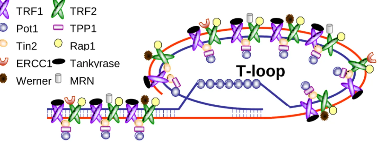 Fig. 1.2- The telomeric T-loop and associated protein complex. (Courtesy of Agnel Sfeir) 