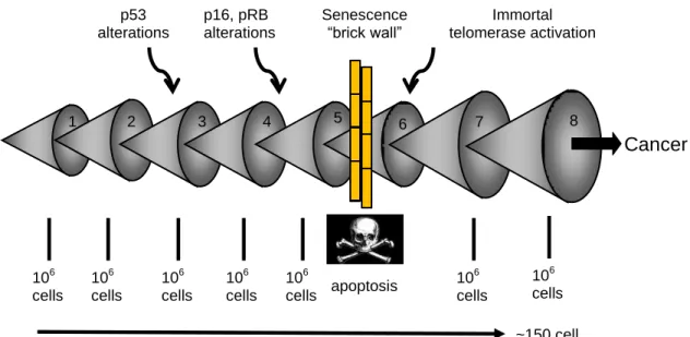 Fig. 1.3- Replicative aging and cancer. Multiple mutations are required before a cell can  become  malignant