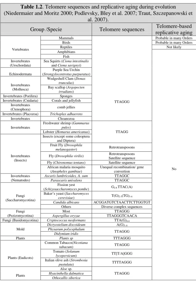 Table 1.2. Telomere sequences and replicative aging during evolution 