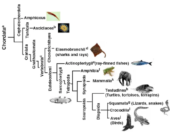 Figure 1.5. Phylogenetic tree of the phylum chordate. The tree shows the relationships of  the different chordates whose telomere biology is discussed, keyed to superscript letters
