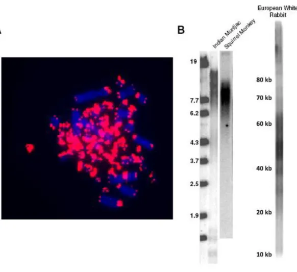 Figure  1.6.  Telomeres  in  vertebrates.  A.  Quail    microchromosomes  contain  abundant  telomeric  sequences