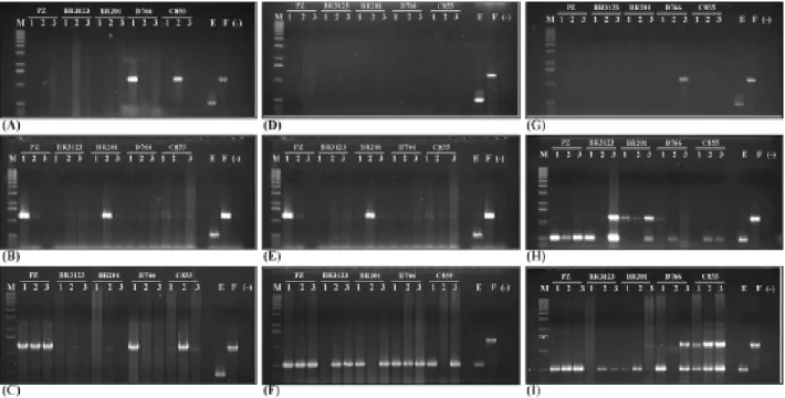FIGURA 1. Resultados de PCR para a detecção dos molicutes aos 30, 60 e 100 dias após inoculação: