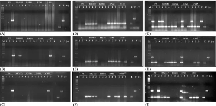 FIGURA 2. Resultados de PCR para a detecção dos molicutes, aos 100 dias após a inoculação: fitoplas- fitoplas-ma (A-folha apical; B–folha mediana e C–folha inferior); espiroplasfitoplas-ma (D-folha apical; E–folha mediana e F–folha inferior); fitoplasma + 