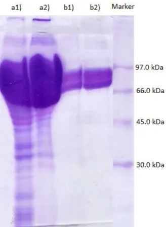 Fig. 3 SDS-PAGE evidencing differences in protein expression between temperature groups: controls versus upper  thermal  limit  in C