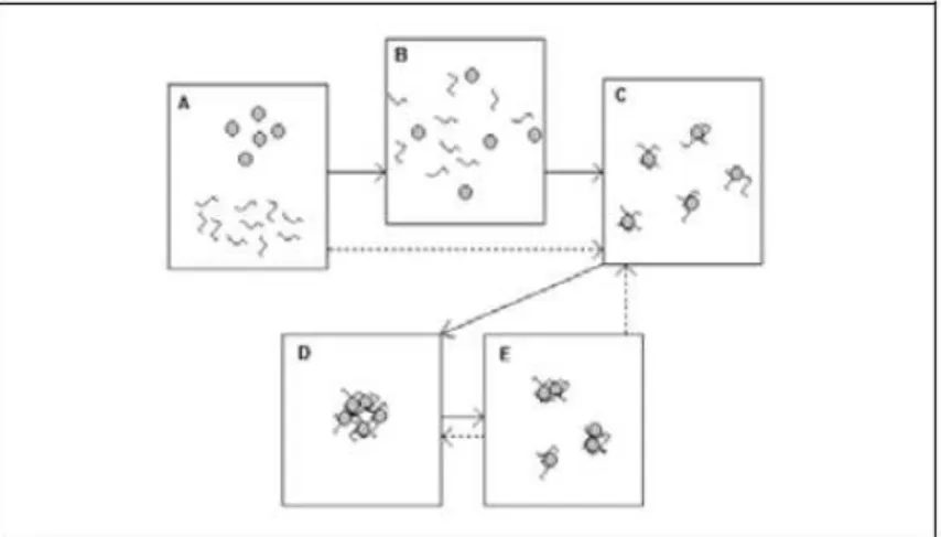 Figura  3.21:  Ilustração  das  etapas  observadas  com  adição  de  um  polímero  a  uma  suspensão  (GREGORY,  1988):  (A)  adição,  (B)  homogeneização,  (C)  adsorção,  (D)  floculação, (E) quebra de floco 