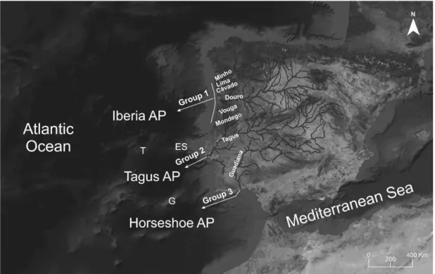 Figure 2. Sea lamprey groups suggested by Lança et al. (2014), probably associated to the three isolated  abyssal plains (and/or nearby continental slopes) off western Iberian Peninsula, detected by analysis of  morphological characters and heart tissue fa