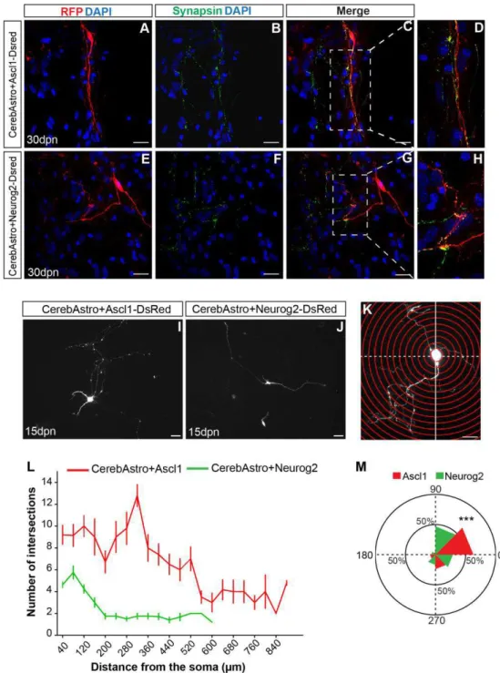 Figure  2.  Cerebellum  iNs  express  the  presynaptic  protein  synapsin  1  and  adopt  distinct  neuronal  morphologies