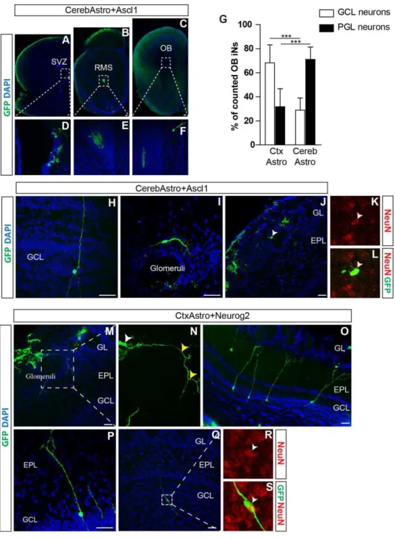 Figure 6. Cerebellar and cortical astroglia derived iNs integrate in the postnatal olfactory  bulb