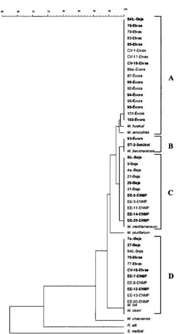 Figure  5  shows  the  dendrogram  based  on  the analysis  of the  165  rDNA  RFLP  from  the  4l  isolates.