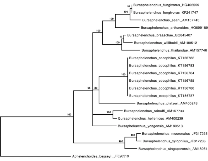 Fig. 3. Phylogenetic tree from Bayesian analysis of the ITS-1/2 region of Bursaphelenchus cocophilus and other species of Bursaphelenchus