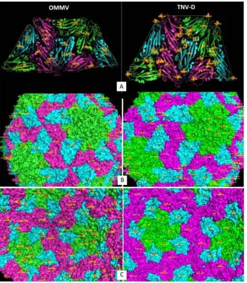 Figure 5. Three-dimensional representation of the OMMV (left) and TNV-D (right) coat protein, highlighting mutations