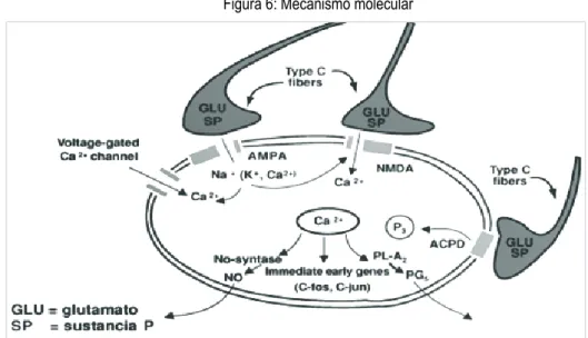 Figura 6: Mecanismo molecular 