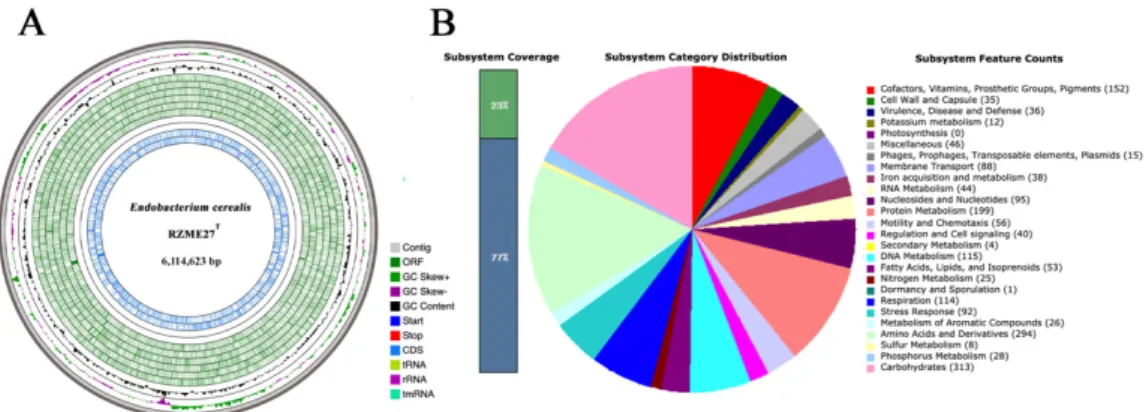 Figure 2. Genome circular representation and subsystems category distribution of annotated genes  of the Endobacterium cerealis RZME27 T  genome