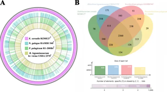 Figure 3. Whole genome based phylogenomic tree constructed with the Genome-BLAST Distance Phylogeny method (GBDP) tool and retrieved from the TYGS website