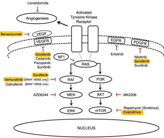Figura 5 - Novos agentes terapêuticos que actuam nos componentes das vias de sinalização celular frequentemente  activados nos gliomas de baixo grau pediátricos