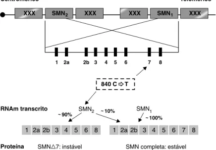 Figura 1 -  Estrutura do gene SMN no cromossomo 5