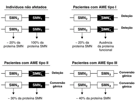 Figura 2 -  Genótipo de indivíduos não-afetados e afetados pela AME