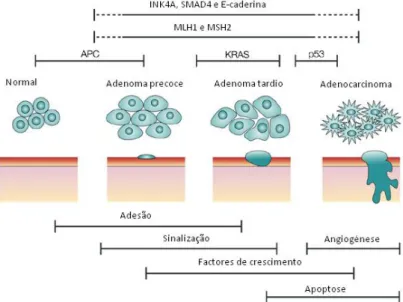 Figura  1  Eventos  moleculares  que  caracterizam  a  transição  do  epitélio  cólico  normal  a  adenocarcinoma