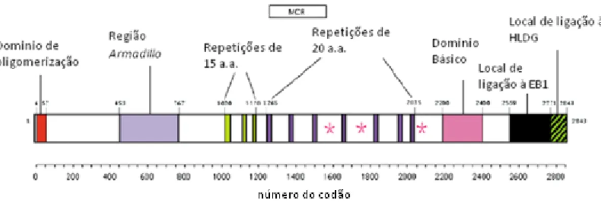 Figura 4 Representação da actividade transcripcional regulada pelo TCF7L2 em linhas celulares  de CCR que expressam proteínas truncadas com diferentes números de domínios de regulação  da -catenina (adaptado de[22])