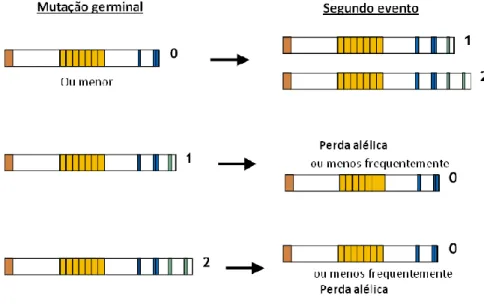 Figura 5 Diagrama ilustrativo da interdependência entre os dois eventos genéticos necessários  à  perda  de  função  do  gene  APC,  de  acordo  com  o  número  de  domínios  de  regulação  da   -catenina,  (a  vermelho  encontra-se  representado  o  domí