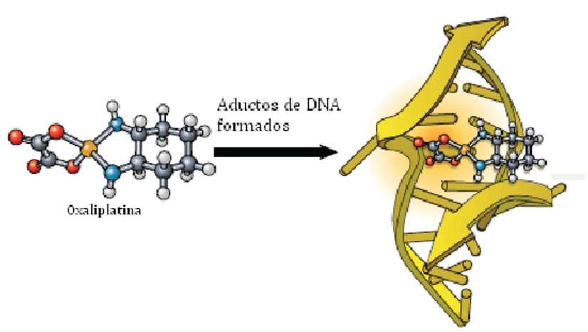 Figura  8  Representação  da  formação  dos  aductos  de  platina  no  DNA  pela  oxaliplatina  (Adaptado de [44]) 