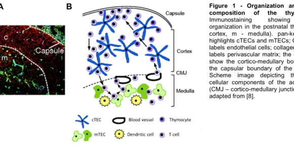 Figure  1  -  Organization  and  cellular  composition  of  the  thymus.  (A)  Immunostaining  showing  cellular  organization  in  the  postnatal  thymus