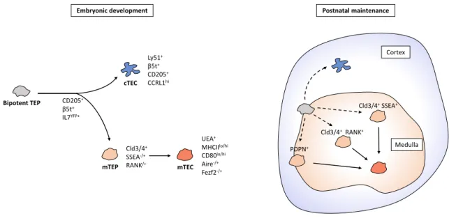 Figure 2 - TEC progenitors and their contribution to the development and maintenance of cTECs and mTECs