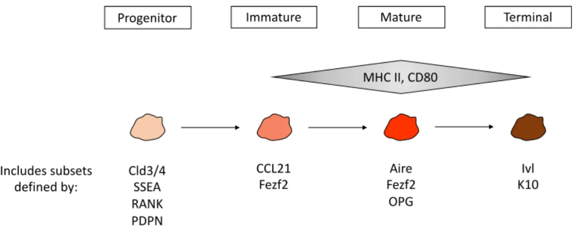 Figure 3 - mTEC differentiation stages possess cells with varying levels of MHC class II and CD80 expression and  include subpopulations with other specific molecular markers