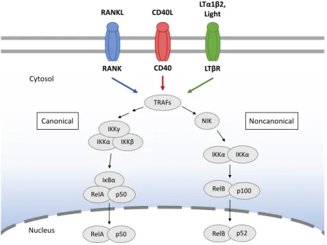 Figure 4 - RANK, CD40 and LTβR signalling lead to NF-κB activation pathways. Interaction of TNFRSF members with  their respective ligands induces activation of NF-κB pathways