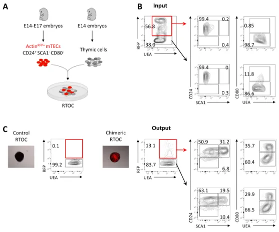 Figure  8  –  mTEC I CD80 low   give  rise  to  the  remaining  mTEC  subsets.  (A)  Chimeric  RTOCs  were  established  with  disaggregated  fetal  thymus  cells  placed  in  co-culture  with  mTEC I  CD80 low  isolated  from  Actin RFP   E14-E17  embryos
