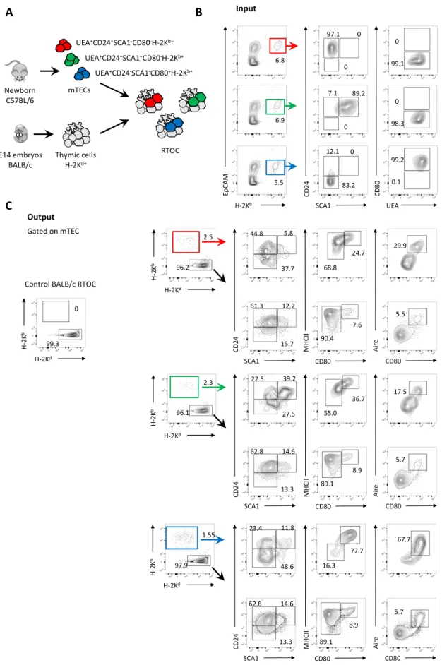 Figure 9 – In vitro lineage potential of mTEC I-III  subsets. Chimeric RTOCs were established with disaggregated fetal thymus  cells  from  BALB/c  mice  and  placed  in  co-culture  with  mTEC I  CD80 low ,  mTEC II  CD80 low   or  mTEC III  CD80 high   i