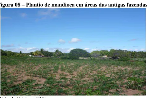 Figura 08  – Plantio de mandioca em áreas das antigas fazendas.