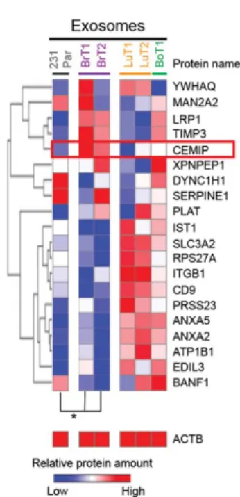 Figure 1. Differentially expressed proteins in exosomes of brain  metastatic origin. A,  Heatmap of 20 differentially expressed exosomal  proteins and β-Actin (ACTB) based on the quantitative mass spectrometry  label-free quantification (LFQ) values (techn