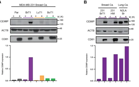 Figure 2. CEMIP expression is increased in exosomes from brain metastatic cell models