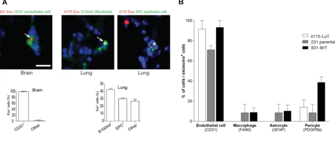 Figure 3. Organ-specific metastatic cell-derived exosomes interact with distinct resident cell types  in different organs