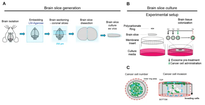 Figure 1. Development of a brain slice model to study the role of tumor exosomes in metastatic  colonization