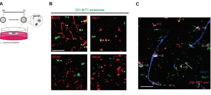 Figure 5. Exosome uptake by brain cells in the ex vivo 3D brain slice assay. A, Schematic of the brain  slice model setup for the study of exosome interaction with brain microenvironment resident cells